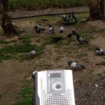 pigeons